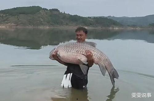 青鱼视频国产